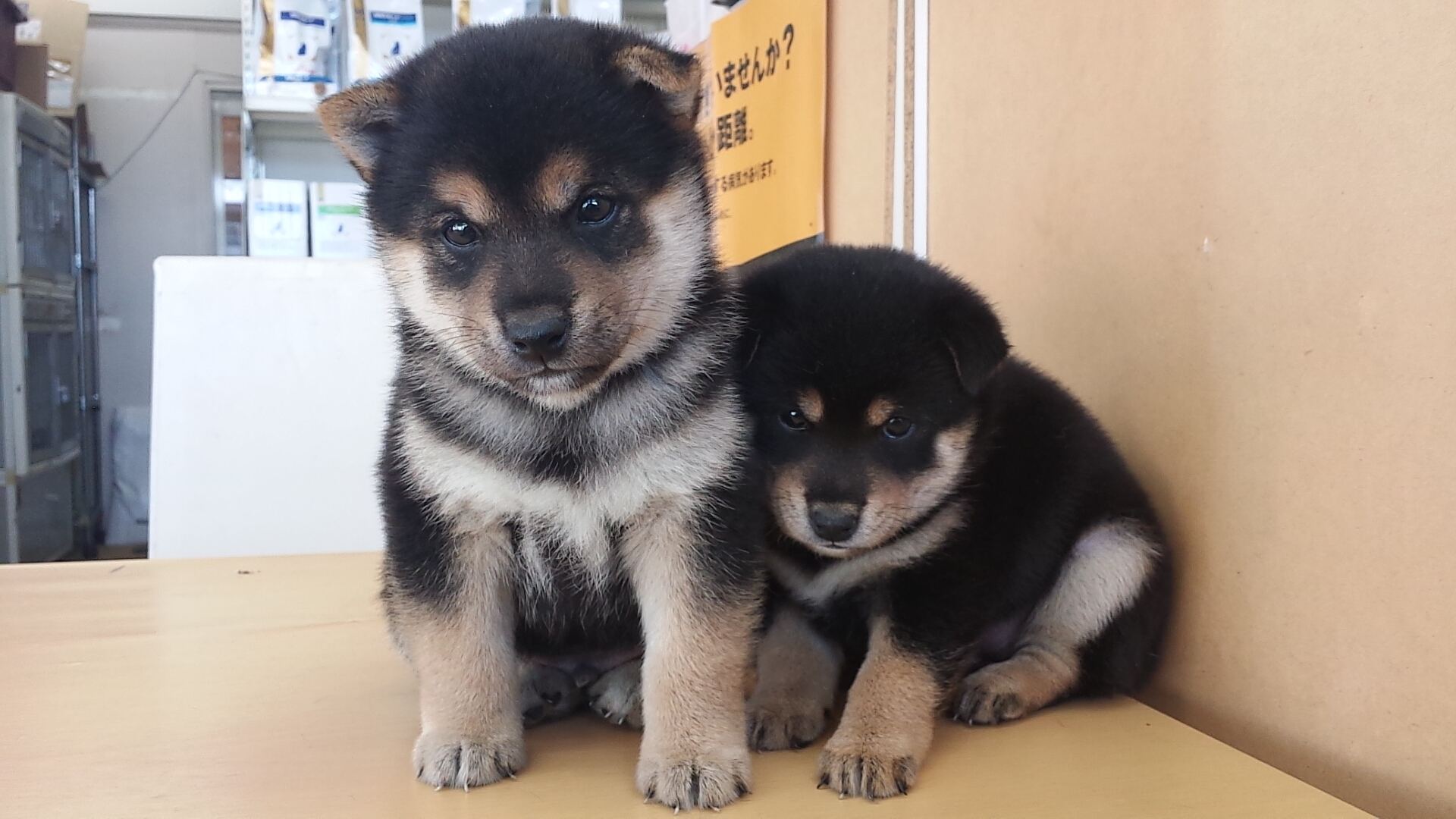 柴犬 最高級クラス 山梨県甲府市のペットショップ ペットホテル トリミング キャンディーハウス