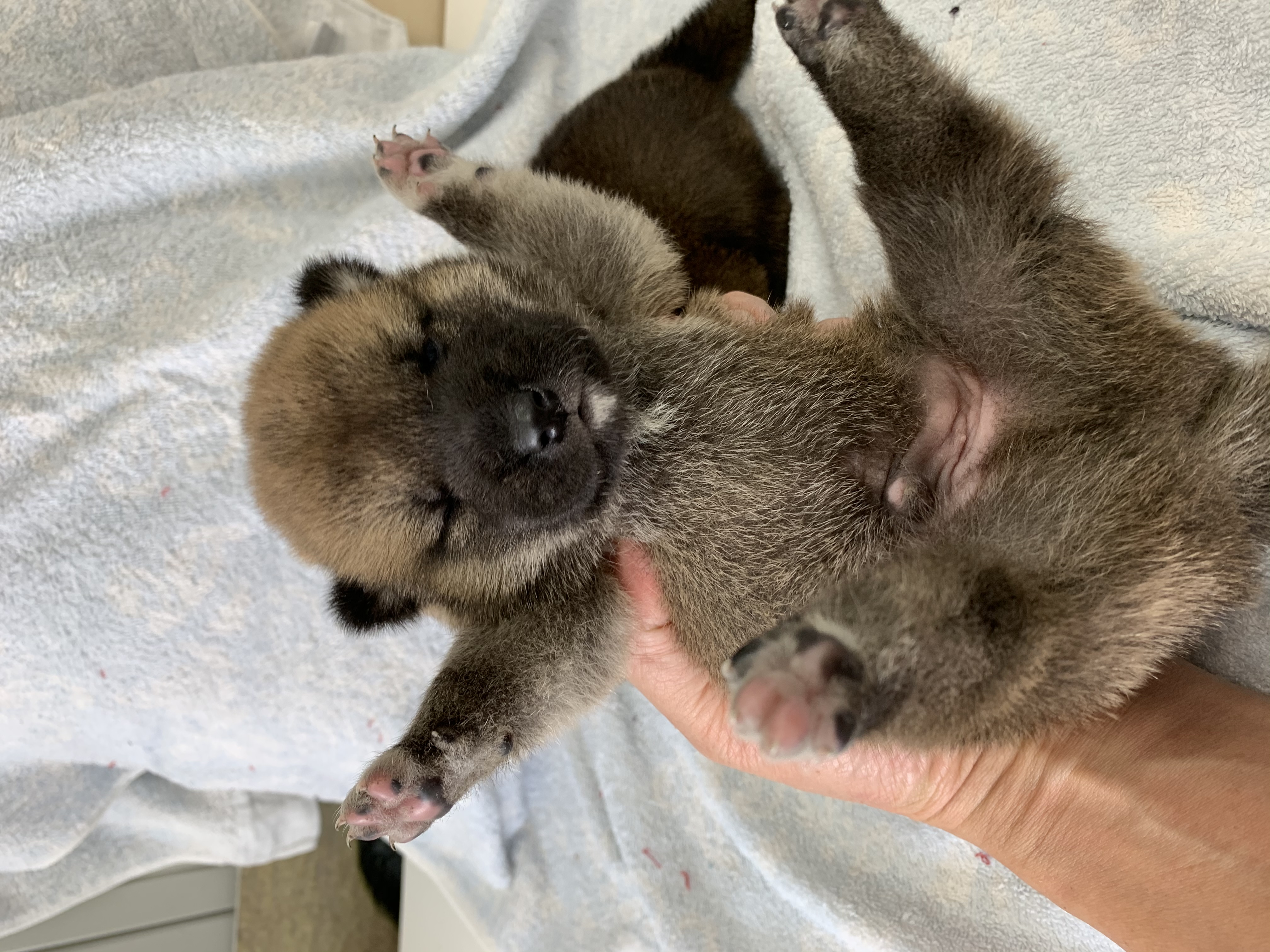 山梨県甲府市のペットショップ 子犬 子猫情報 キャンディハウス