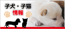 子犬・子猫 情報