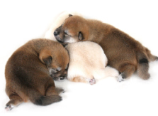 犬